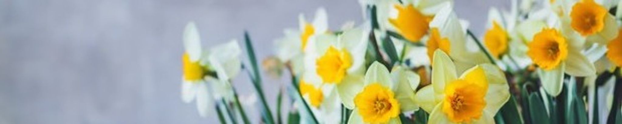 Cover for Monica Maurine Hanson's Obituary