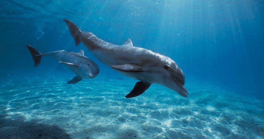 Diana Lee Demarco Profile Photo