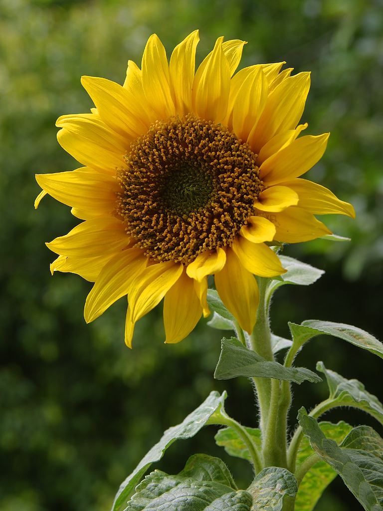 Betty Ann (Hume) Taranto Profile Photo