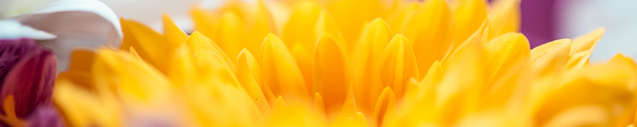 Cover photo for Rebecca Triggs-Denzer's Obituary