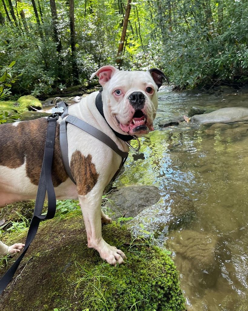 Zeus Langford