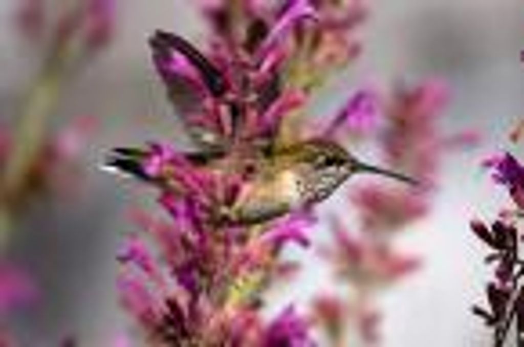 Carol Lee Carouthers Profile Photo