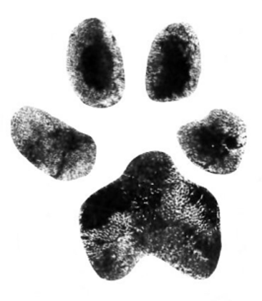 Blackdog Barrier