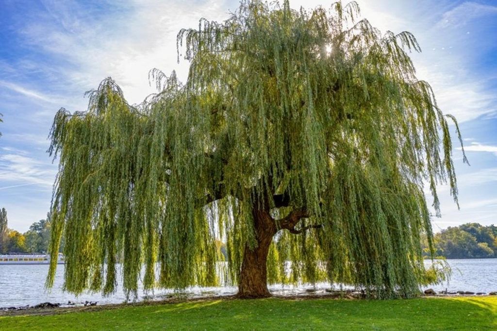David Mark Bibb Profile Photo
