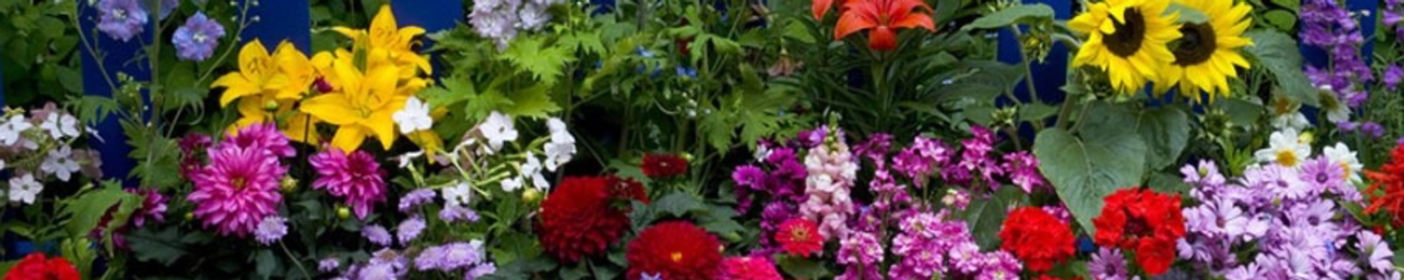 Cover for Tera Jean Tew's Obituary