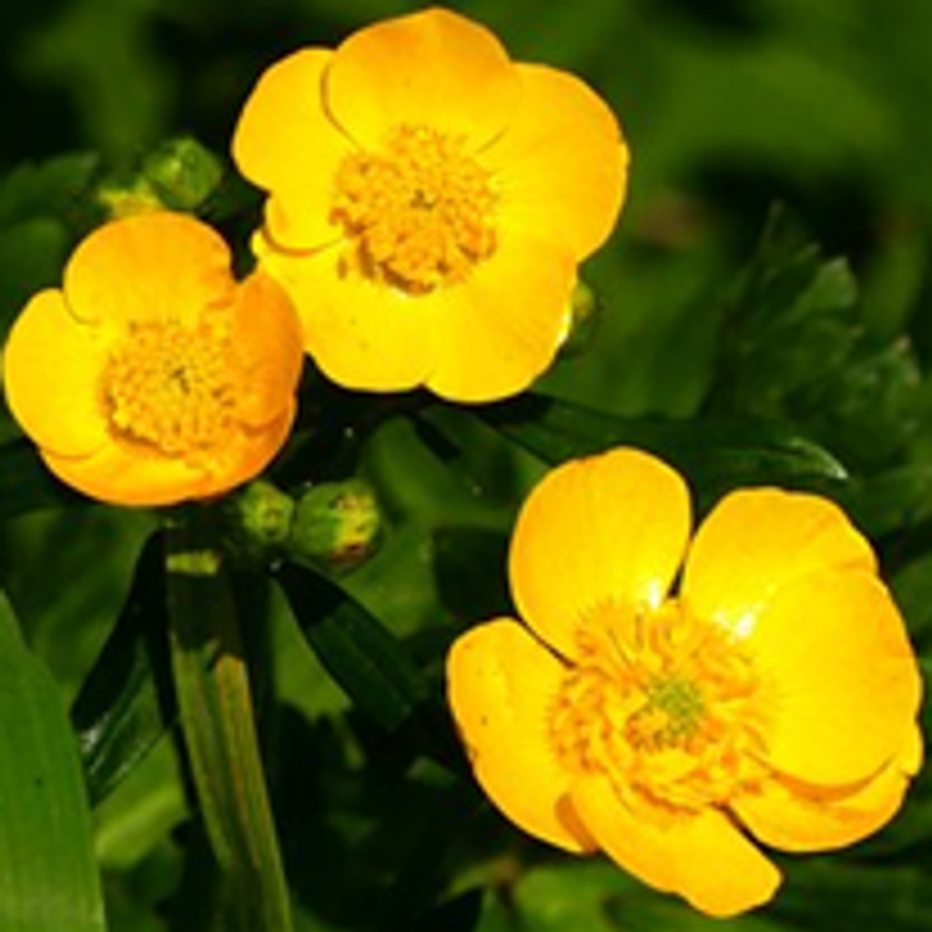 Ethel Mae DeShazier Morris