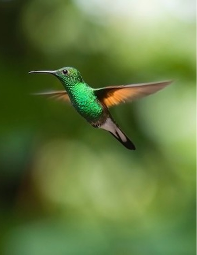 Janet Sue (Osburn) Hilden