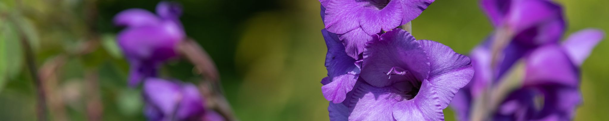 Cover for Janis Lorraine Leese's Obituary