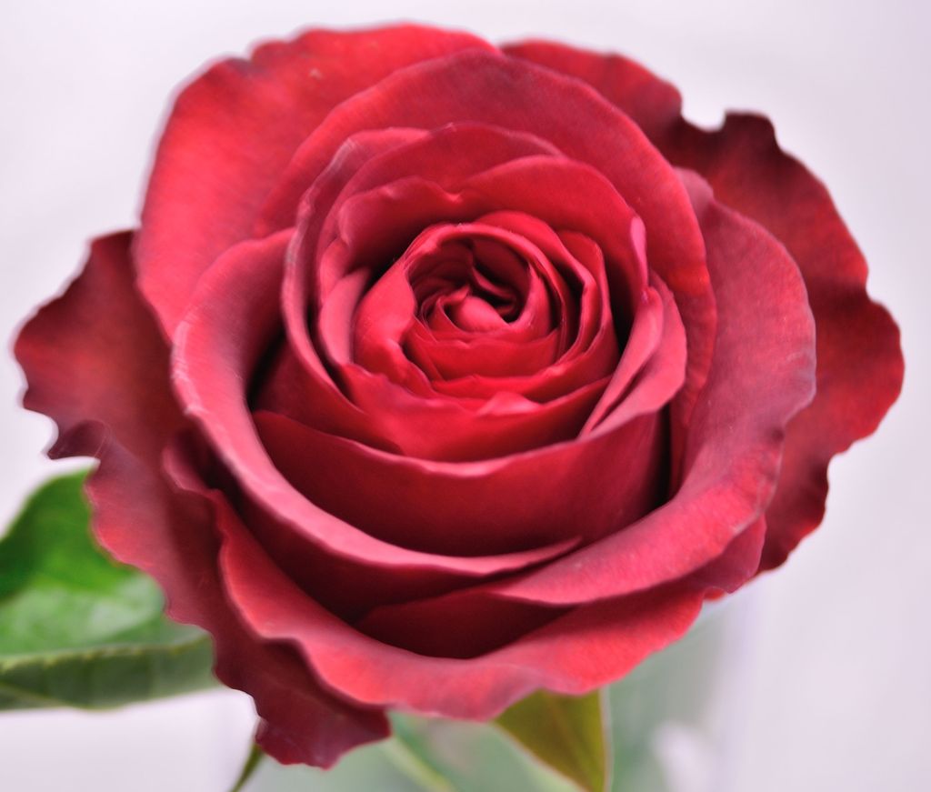 Matilde Veckey Profile Photo