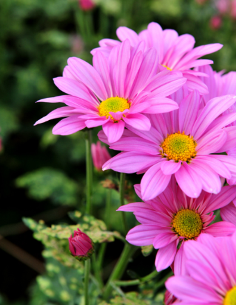 Mary Hopson Profile Photo