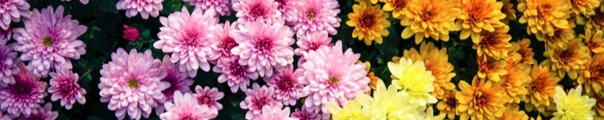 Cover for Mrs. Mary Alice Hopkins's Obituary