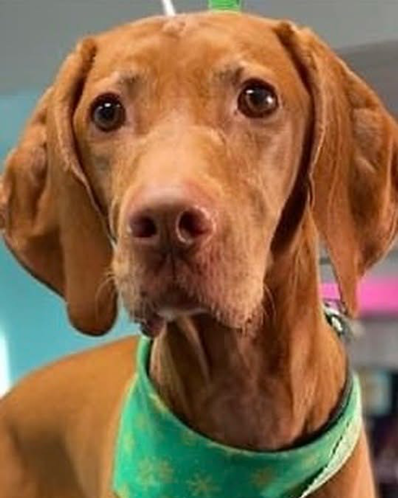 Abigail Cifu Profile Photo