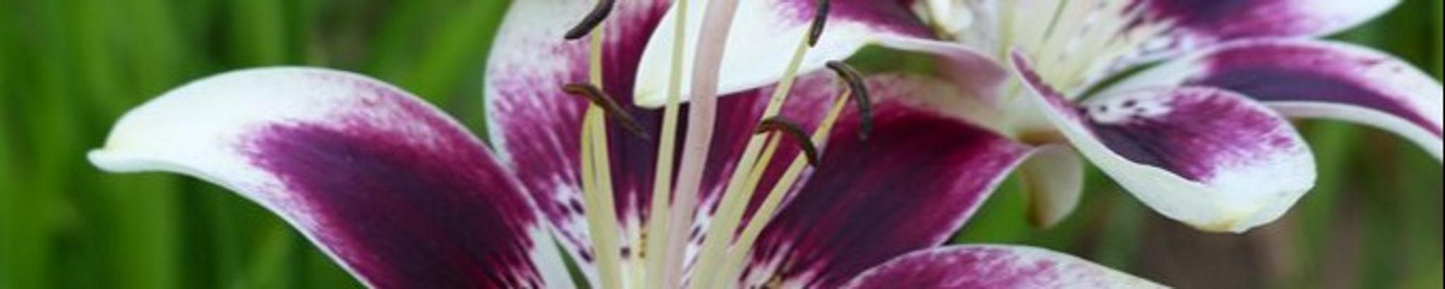 Cover photo for Sonna K. Headrick's Obituary