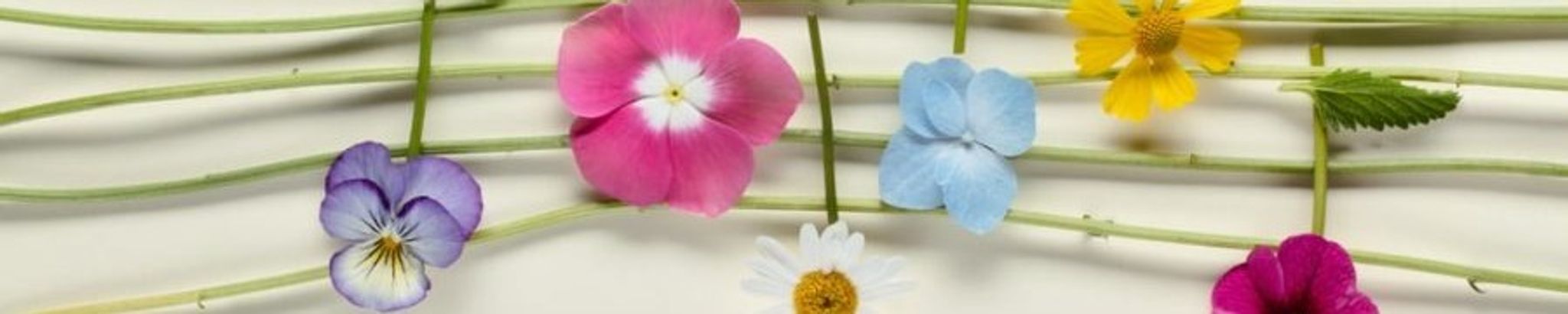 Cover for Rosemarie Schieffer's Obituary