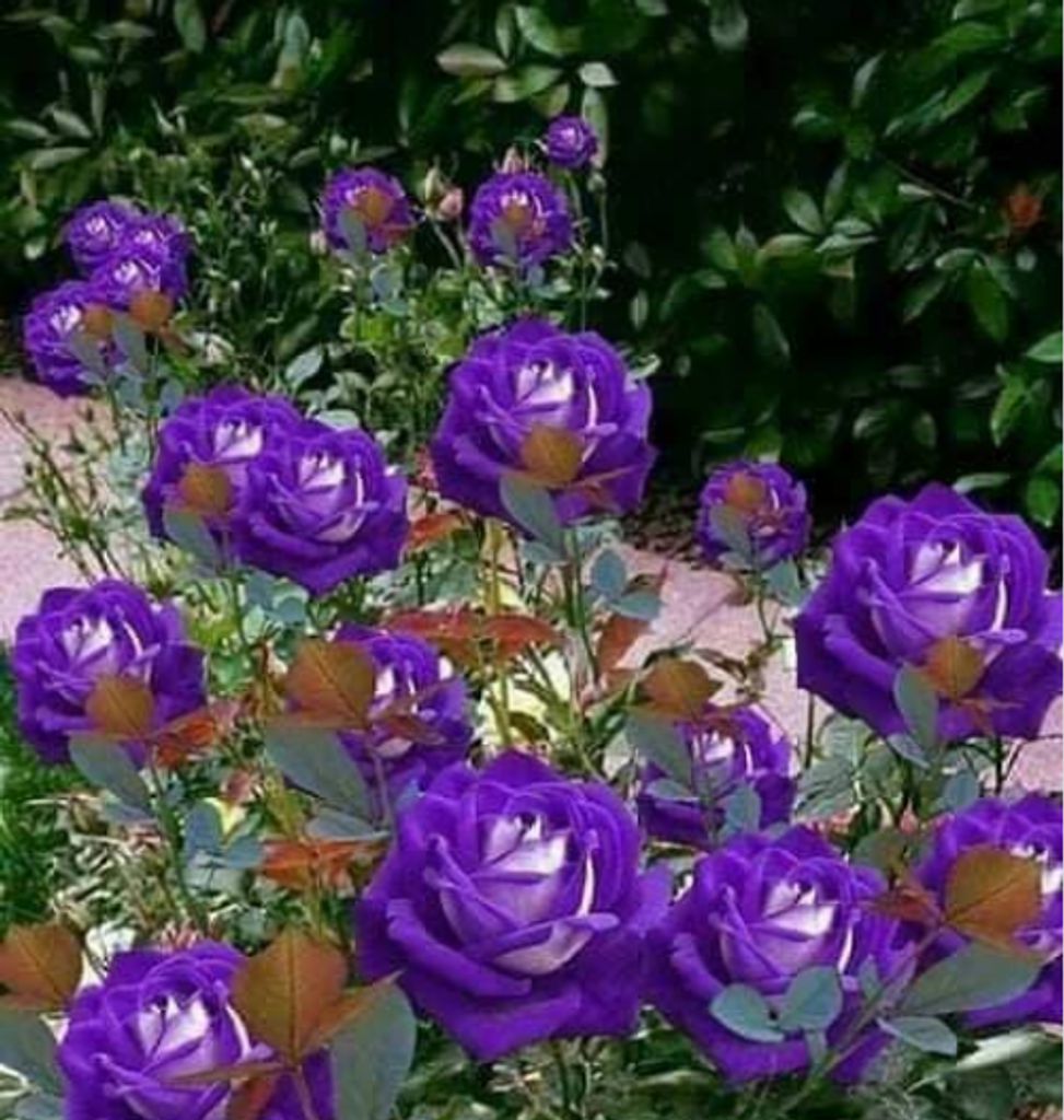 Mabel G. (Kiser)  Hackbarth