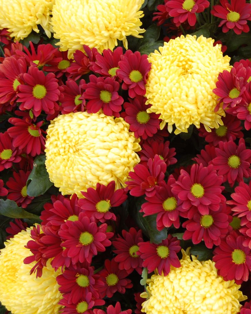 Gladys Darlene Earnest Profile Photo