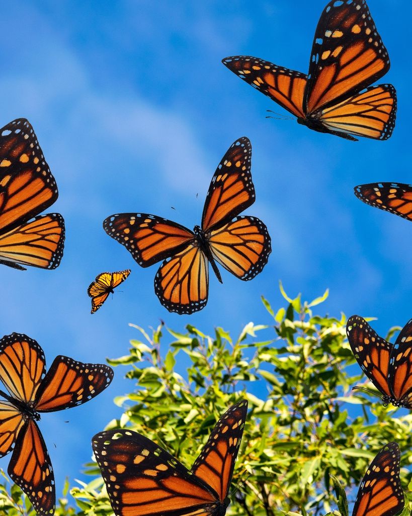 Linda F. Roberts Profile Photo