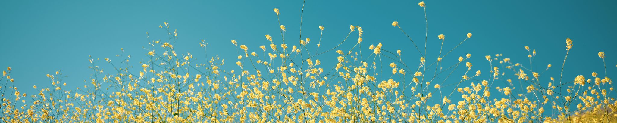 Cover photo for Barbara Ann Harris's Obituary