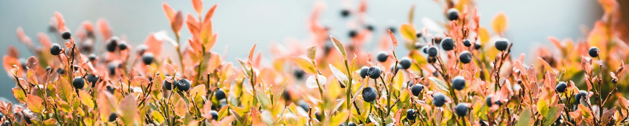 Cover for Patricia "Tricia" Marie Gore's Obituary