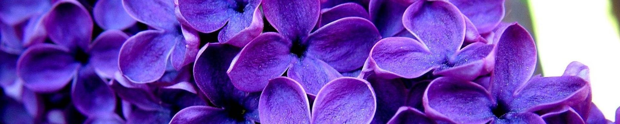 Cover for Annie Nell Vann's Obituary