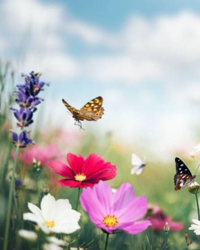 Suzanne Carroll Profile Photo