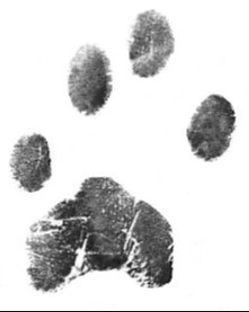 Bandit Rathbone Profile Photo
