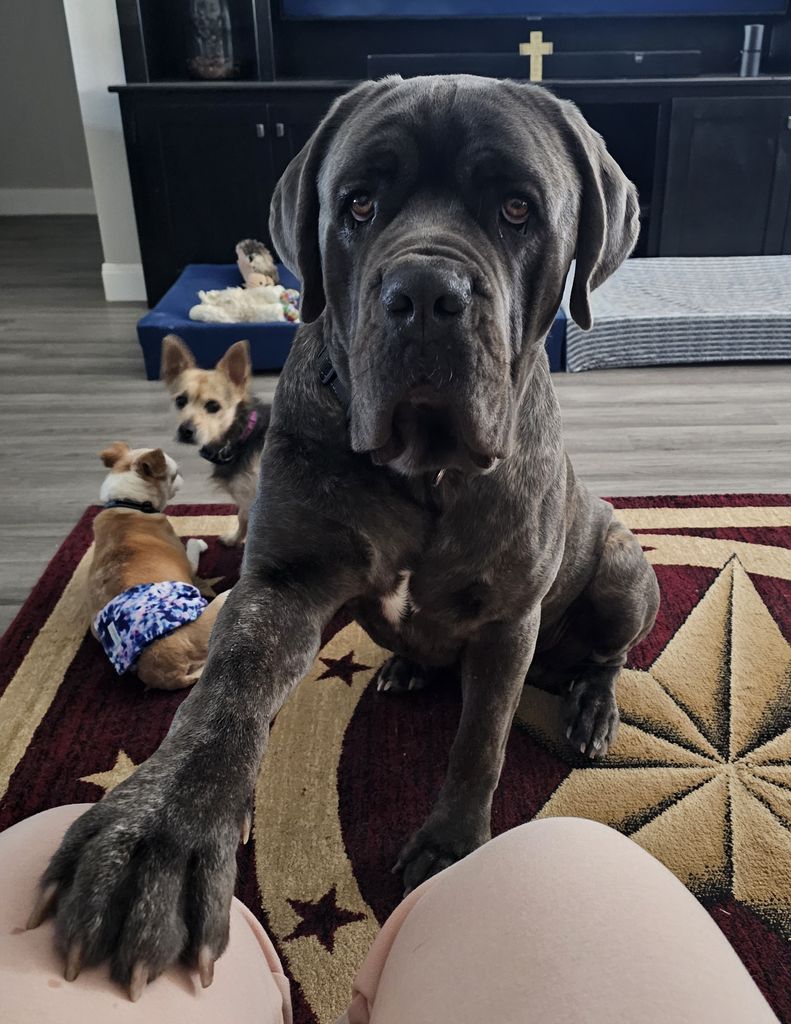 Samson Profile Photo