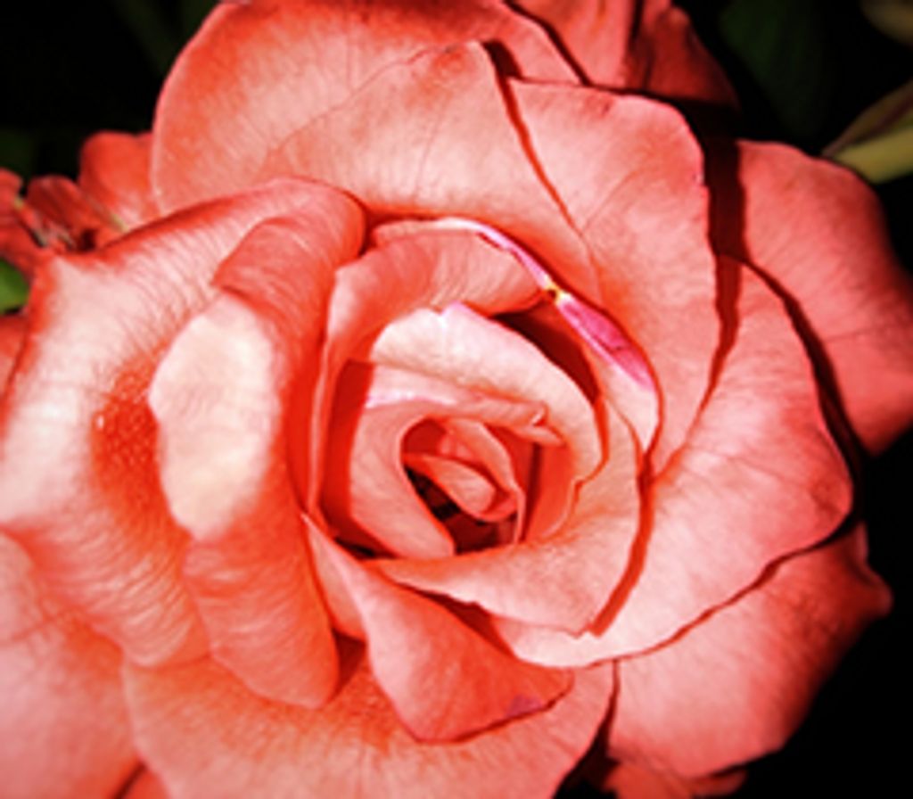 Joan A. Carman