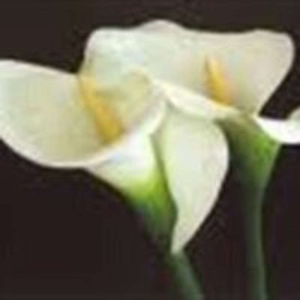 Myrtle Lou Norton Saverance