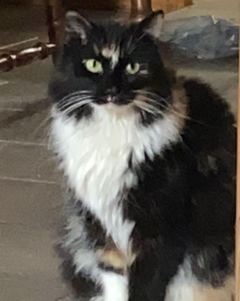 Fancy Whiskers Profile Photo