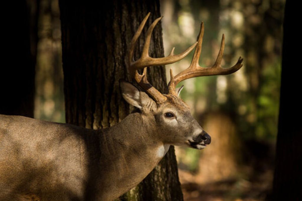 Mark Allen Raney Profile Photo