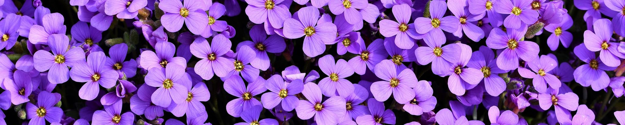 Cover for Elizabeth Patti's Obituary