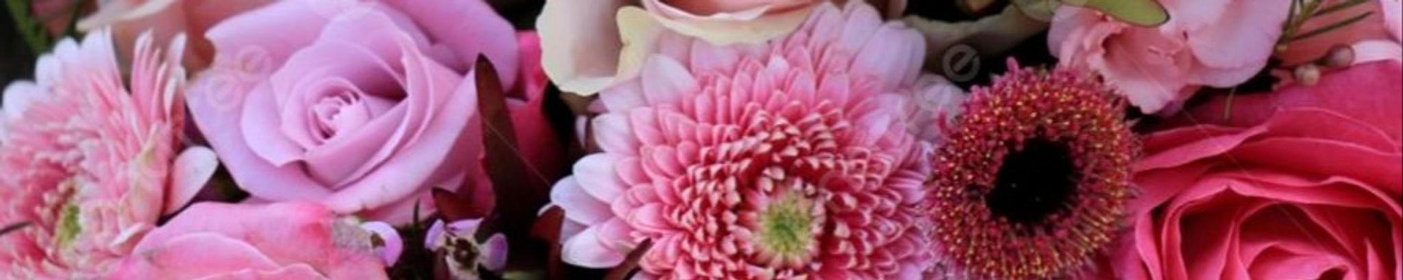 Cover photo for Cathleen Jane Santeiu's Obituary
