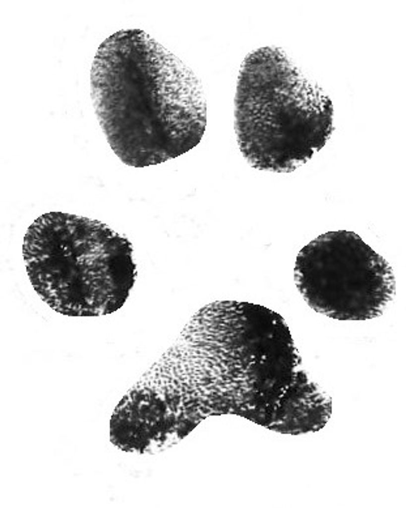 Perry Wronek Profile Photo