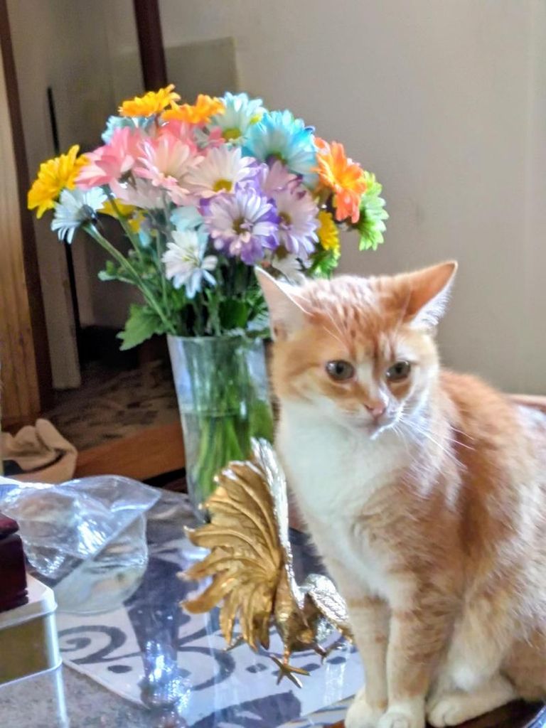 Miss Kitty Clayton Profile Photo
