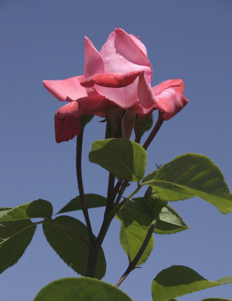 Pearl Doris (Jacobson)  Huddleston