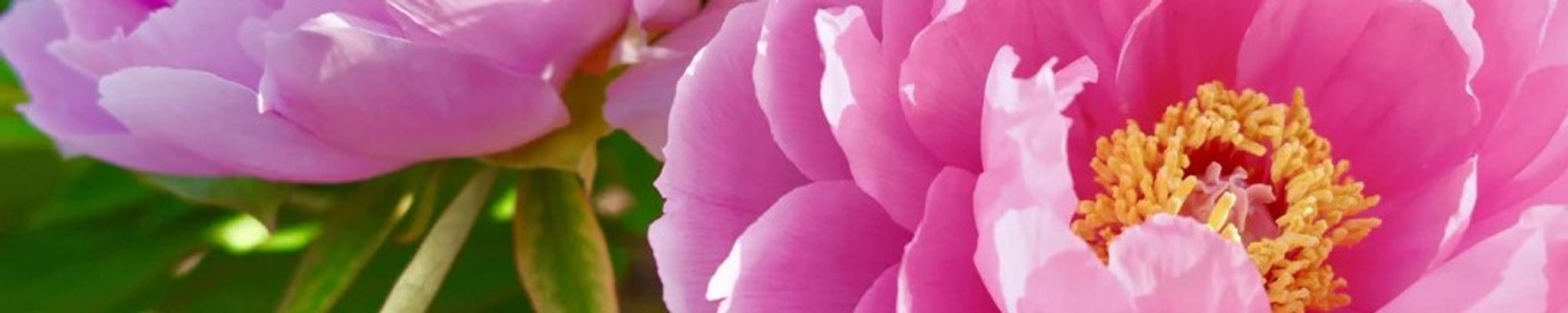 Cover photo for David & Lillian Grochowski's Obituary