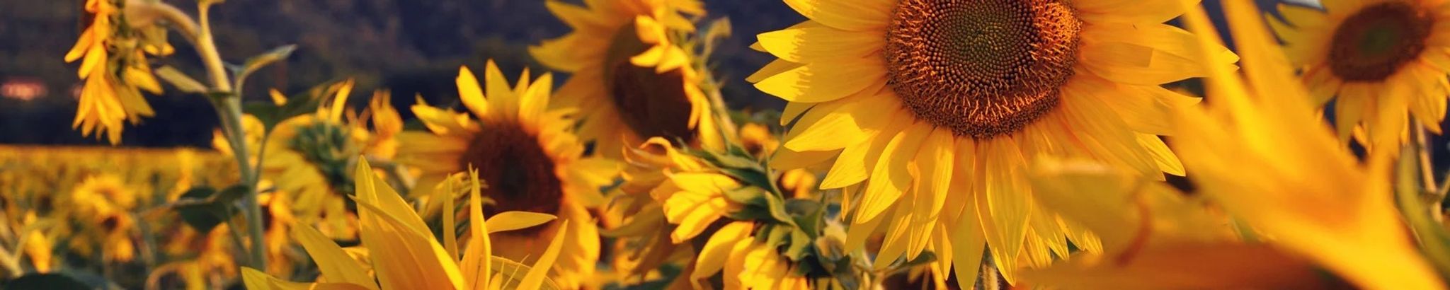 Cover photo for Dorothy Mae Beasley Brannock's Obituary