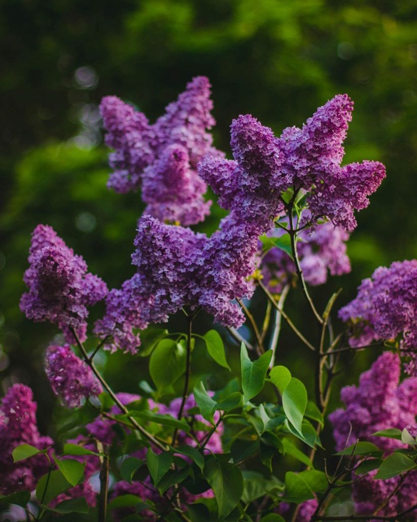 Ruth B. Degner Profile Photo