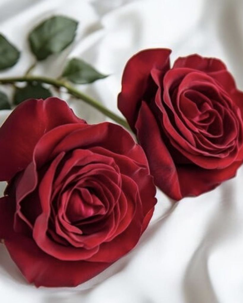 Vickie Williams Profile Photo