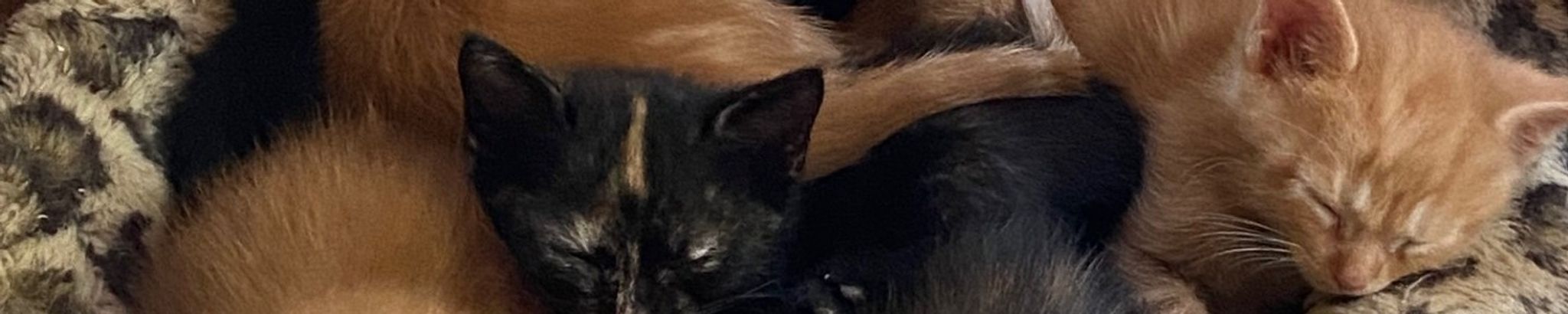 Cover for Viki Johnson's Obituary