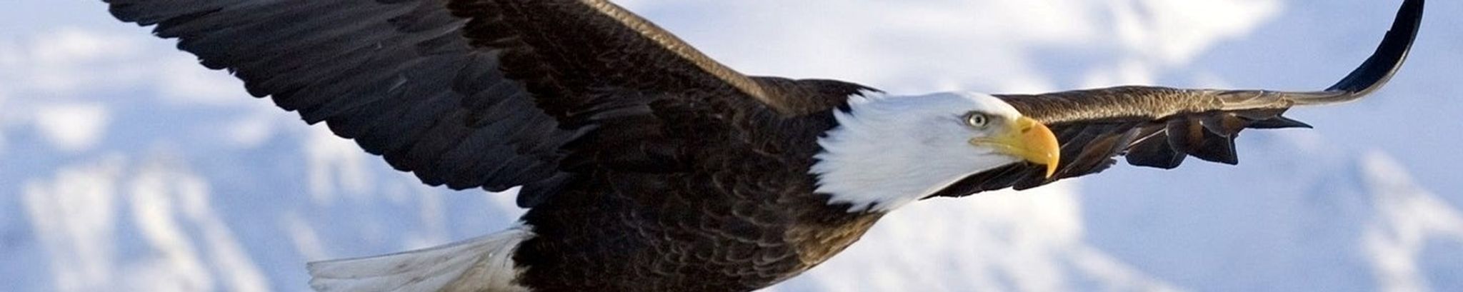 Cover for Darwin TeBeest's Obituary