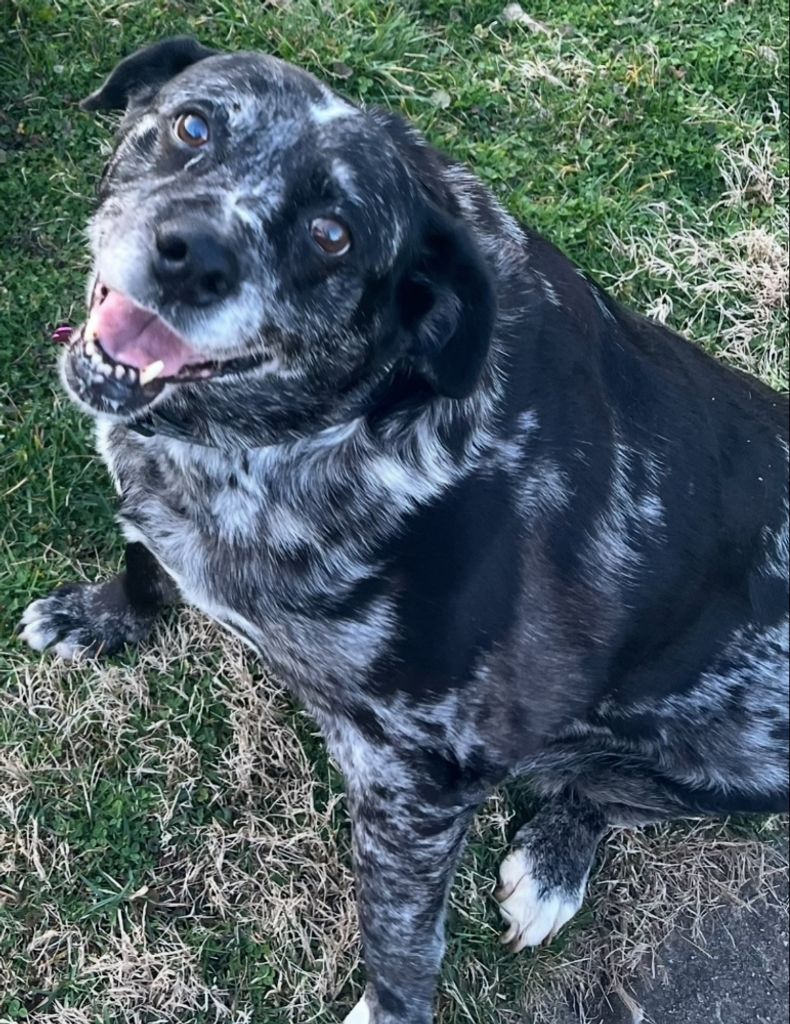 Cookie Hall Profile Photo