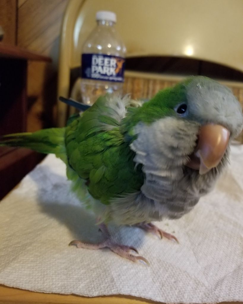 Kiwi Eanes