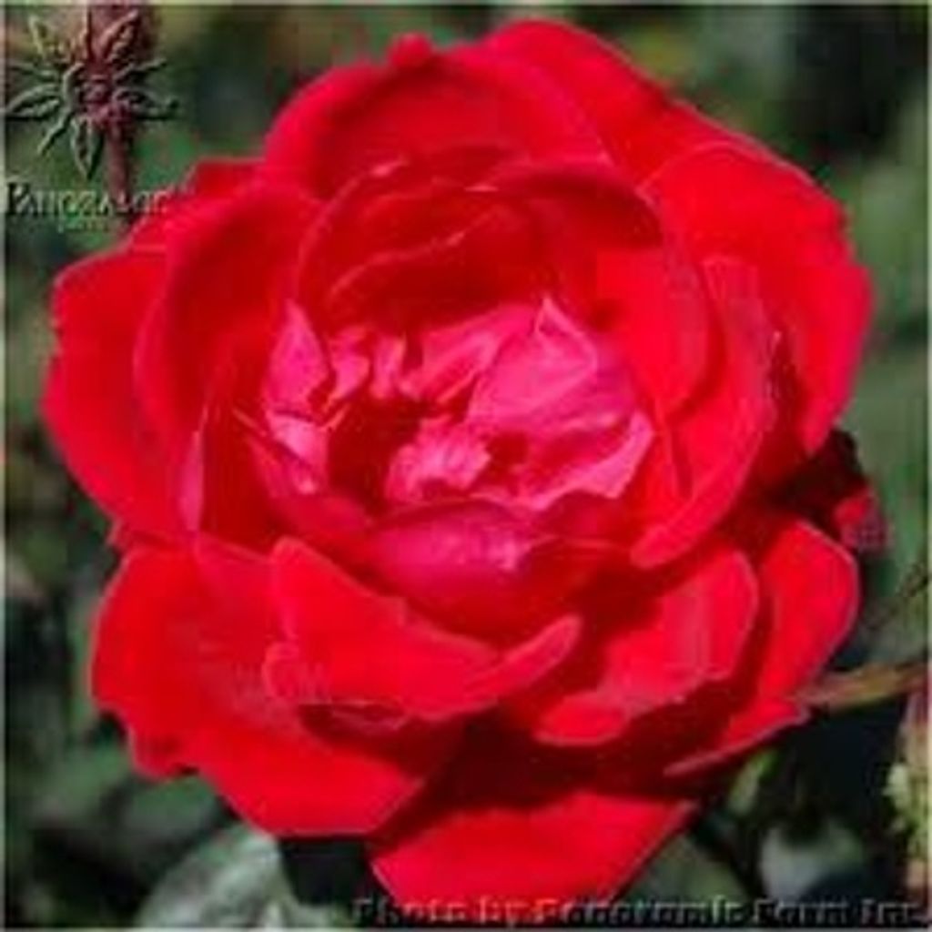 Grace K. Hotz Profile Photo