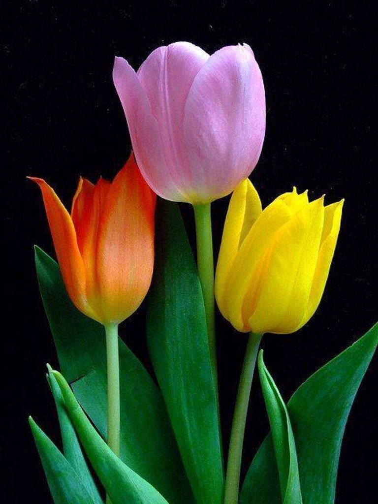 Lois Grace (Mckay)  Beilstein