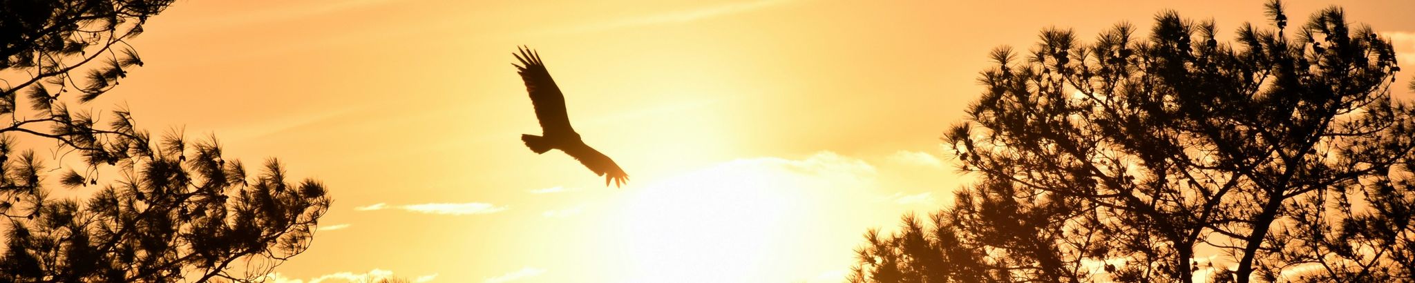 Cover for David John Tschida's Obituary