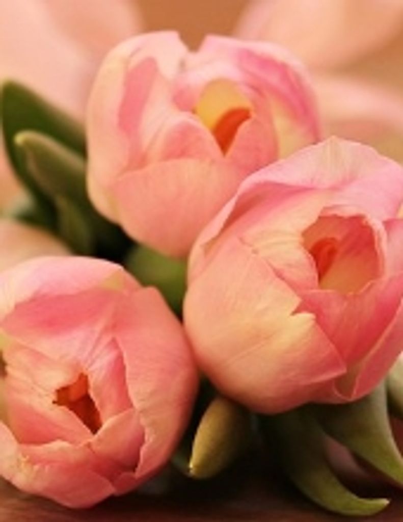 Bonnie Lorraine Bellgraph