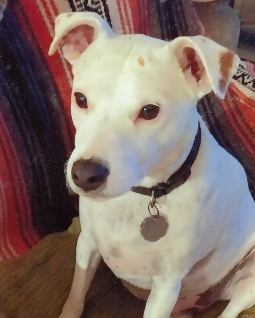 Boomer Sigmon Profile Photo