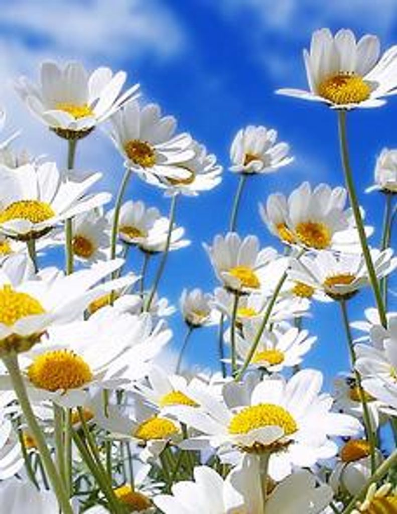 Elvesta Beth Burns Profile Photo